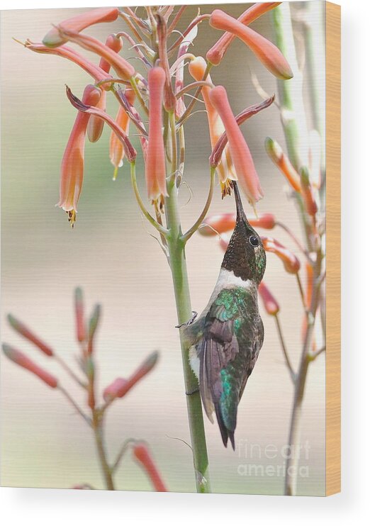 Hummingbird Wood Print featuring the photograph Hummer Stands and Sips by Wayne Nielsen