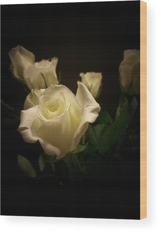 White Rose Wood Print featuring the photograph In the Spotlight by Celene Terry