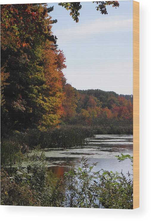 Autumn Wood Print featuring the photograph Just simple Beauty by Kim Galluzzo Wozniak