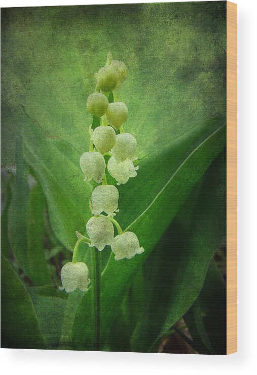 Lily Of The Valley Wood Print featuring the photograph Lily of the Valley - Convallaria majalis by Carol Senske