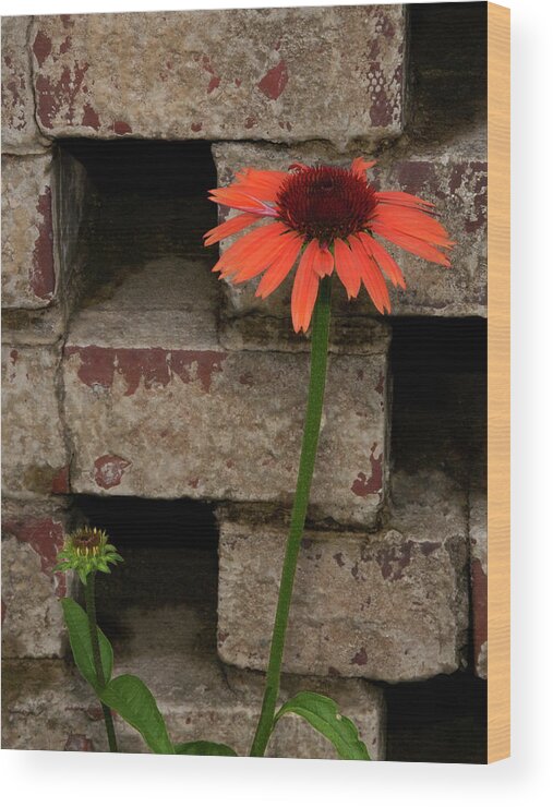 Sandra Anderson Wood Print featuring the photograph Lonely Zinnia on Wall by Sandra Anderson