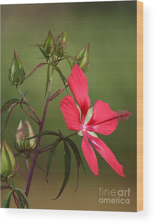 Flowers Of Florida Wood Print featuring the photograph Marsh Hibiscus by Jennifer Zelik