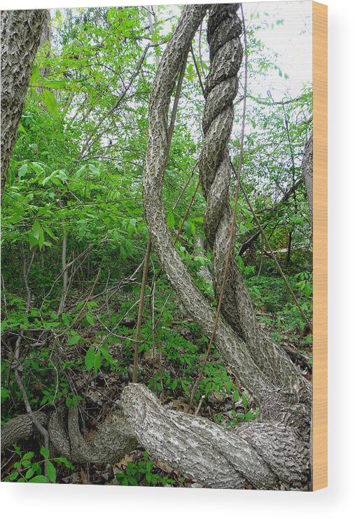 Braids Wood Print featuring the photograph Mother Nature Braids by Kim Galluzzo Wozniak