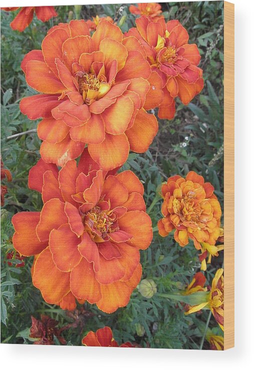 Marigolds Wood Print featuring the photograph On Fire by Kim Galluzzo