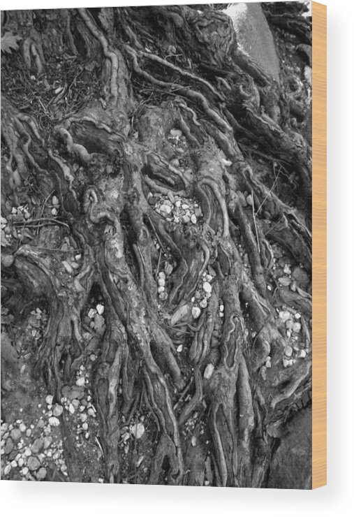 Roots Wood Print featuring the photograph Organica by Leigh Odom