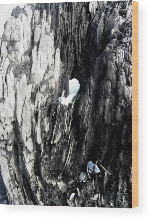 Petrified Wood Print featuring the photograph Petrified Tree Seaside by Kim Galluzzo