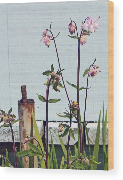 Columbine Plant Wood Print featuring the photograph Pink Doves by Pamela Patch