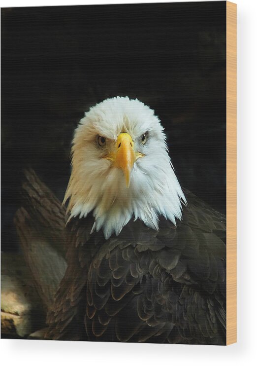 Eagle -portrait- Bird - Americas Bird Wood Print featuring the photograph Portrait American Bald Eagle by Randall Branham