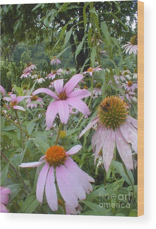 Flowers Wood Print featuring the photograph Purple Coneflowers by Vonda Lawson-Rosa