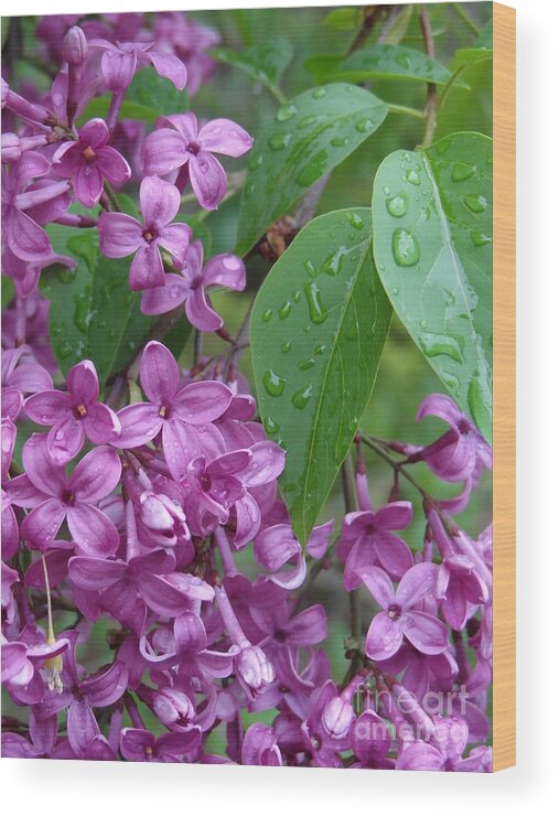 Purple Lilac Wood Print featuring the photograph Purple Lilac by Laurel Best