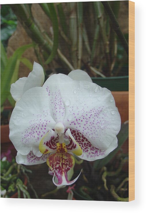 Rain Wood Print featuring the photograph Rain Drops on Orchid by Charles and Melisa Morrison