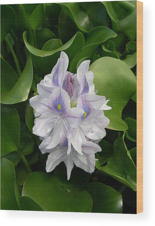 Water Lilly Wood Print featuring the digital art Rare Hawain water lilly by Claude McCoy
