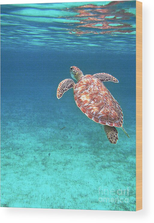 Turtle Wood Print featuring the photograph Reaching For Air by Li Newton