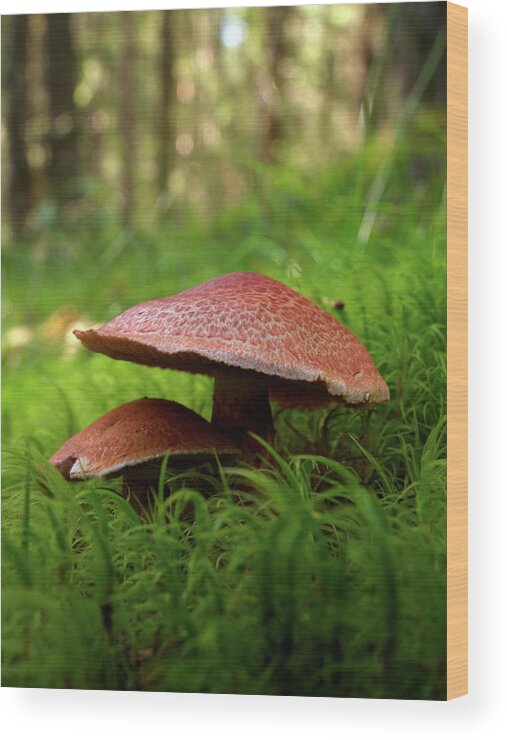 Lehtokukka Wood Print featuring the photograph Red hats by Jouko Lehto