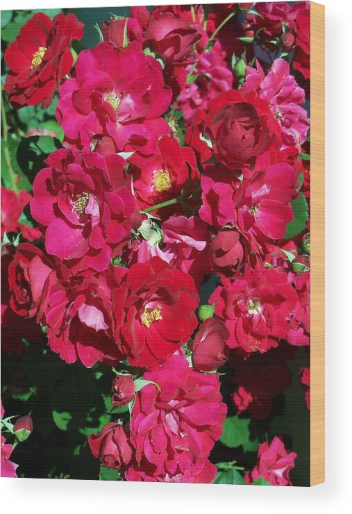 Rose Wood Print featuring the photograph Red Rose Bush by Corinne Elizabeth Cowherd