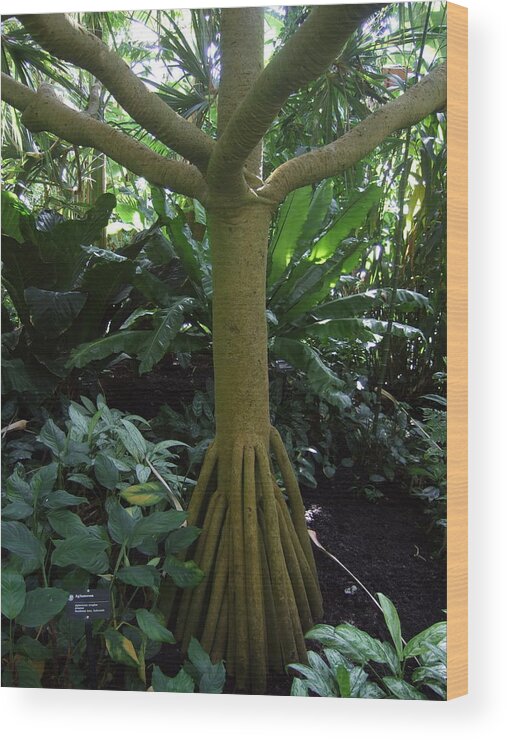 St. Louis Botanical Gardens Wood Print featuring the photograph Roots and Branches by Katie Catanio