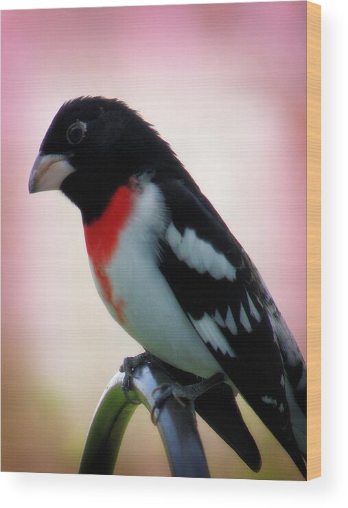 Hovind Wood Print featuring the photograph Rose Breasted Grosbeak by Scott Hovind