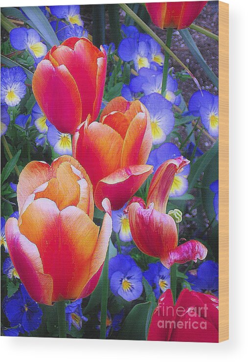 Tulips Wood Print featuring the photograph Shining Bright by Rory Siegel