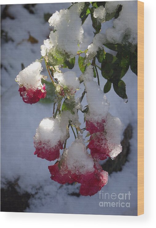 Winter Scene Wood Print featuring the photograph Snow Covered Roses by Michelle Welles