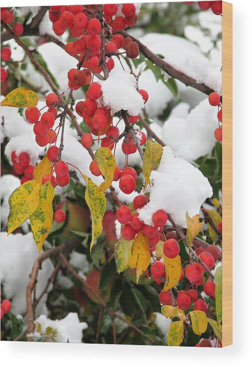Cherries Wood Print featuring the photograph Summer meets Winter by Rick Wicker