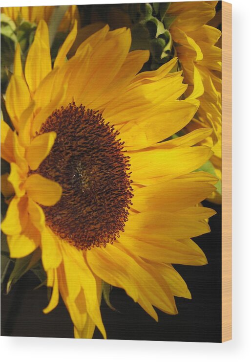Sunflower Wood Print featuring the photograph Sunflower--Dappled Light by Vikki Bouffard