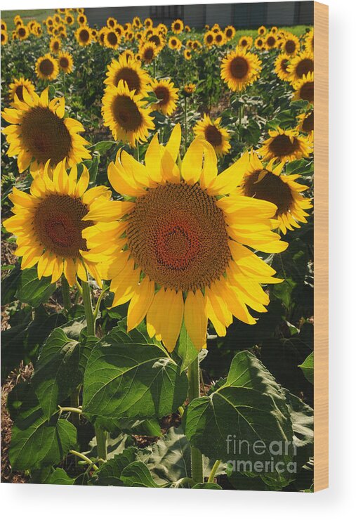 Sunflowers Wood Print featuring the photograph Sunflowers Joyful Field by Joanne West
