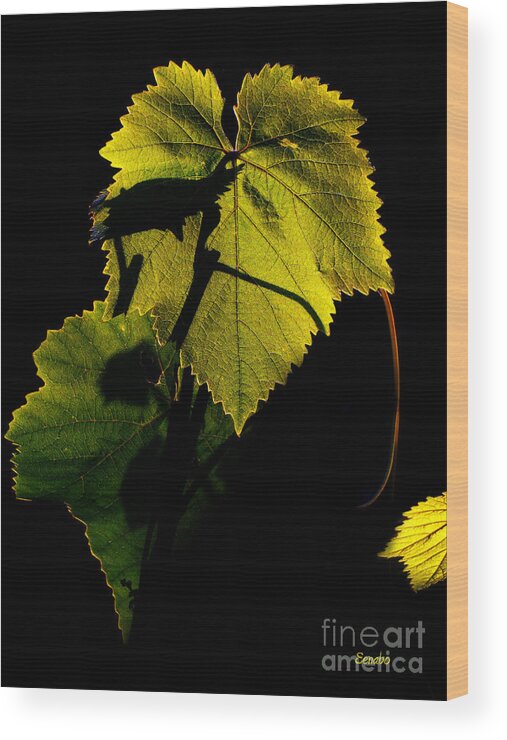 Vine Leaf Wood Print featuring the photograph Sunset in My Garden by Eena Bo