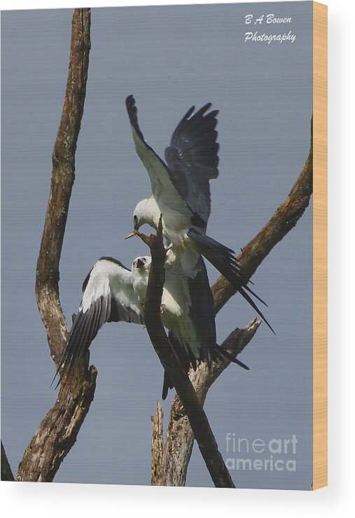 Swallow Tailed Kite Wood Print featuring the photograph Swallow tailed kite feeding a fledgling by Barbara Bowen