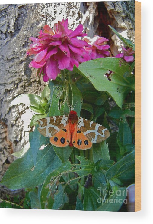 Moth Wood Print featuring the photograph Tasteful Tiger by KD Johnson