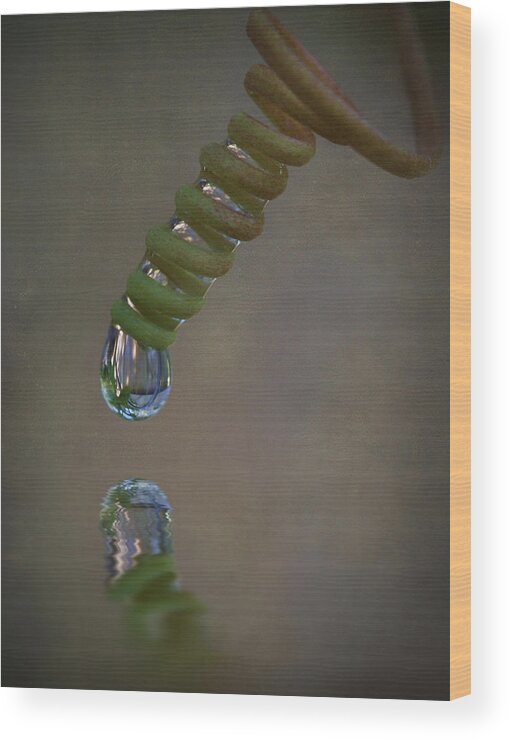 Macro Wood Print featuring the photograph Tendril Droplet by Kym Clarke