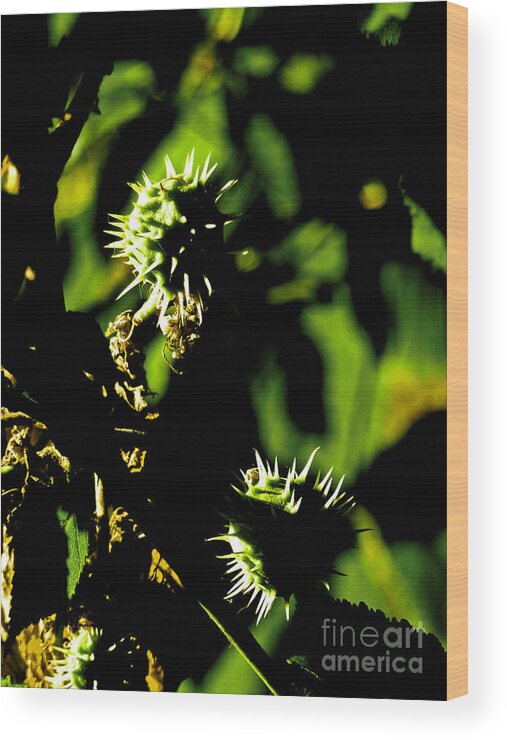 Aesculus Hippocastanum Wood Print featuring the photograph Touched by the late afternoon sun by Steve Taylor