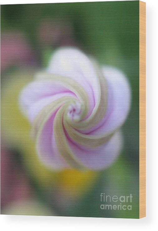 Flower Wood Print featuring the photograph Tranquil Photography by Holy Hands