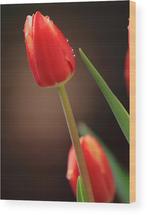 Tulip Wood Print featuring the photograph Tulip Dew by Coby Cooper