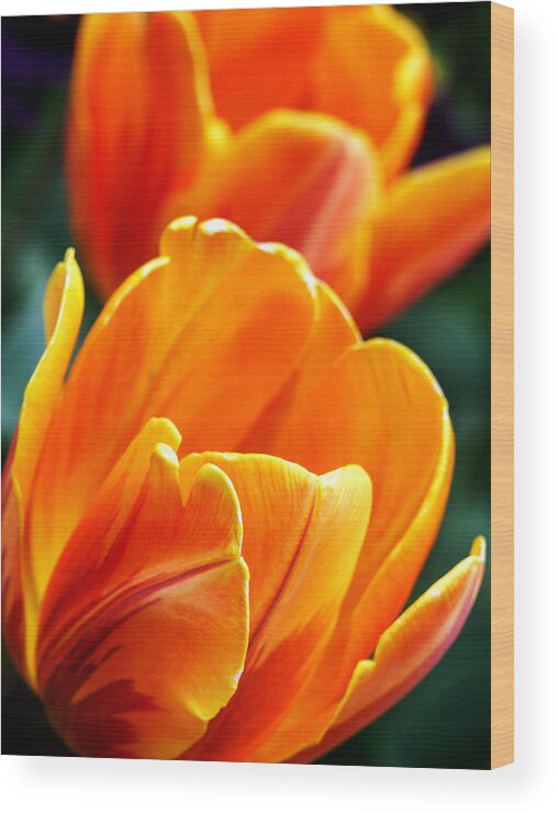 Tulips Wood Print featuring the photograph Tulips on Fire by John and Julie Black