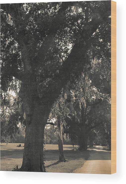 Spanish Moss Wood Print featuring the photograph Walk through the oaks by Brian Wright