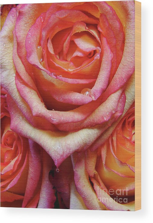 Roses Wood Print featuring the photograph Weepy Woses by Mark Holbrook