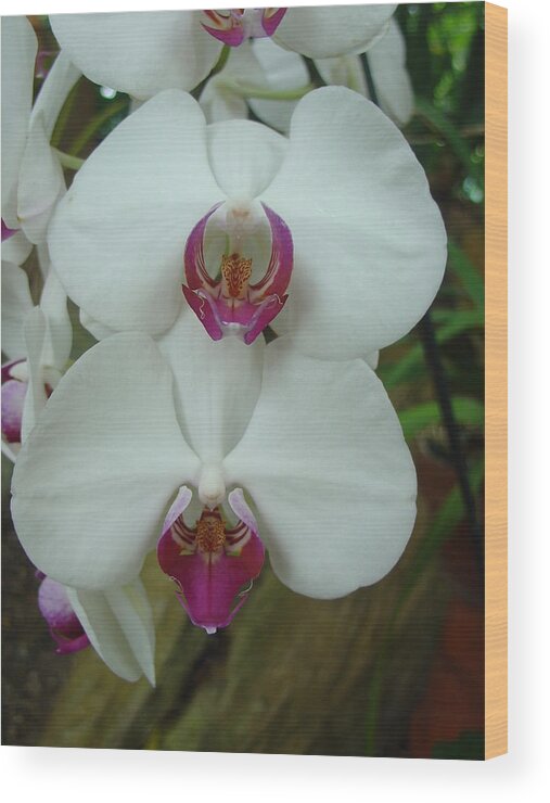 Orchid Wood Print featuring the photograph White Orchid by Charles and Melisa Morrison
