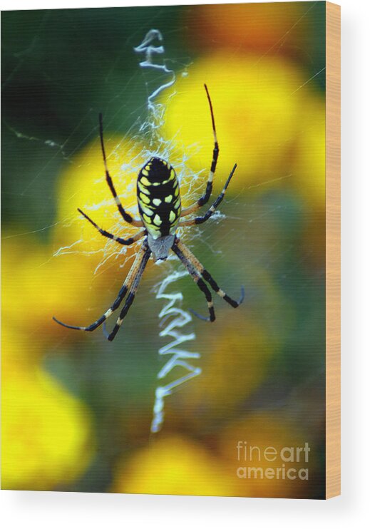 All Rights Reserved Wood Print featuring the photograph Wicked Spider Paint by Clayton Bruster