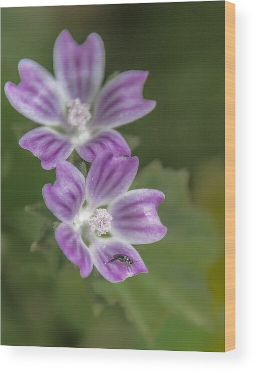 Agriculture Wood Print featuring the photograph Wildflowers by Michael Goyberg