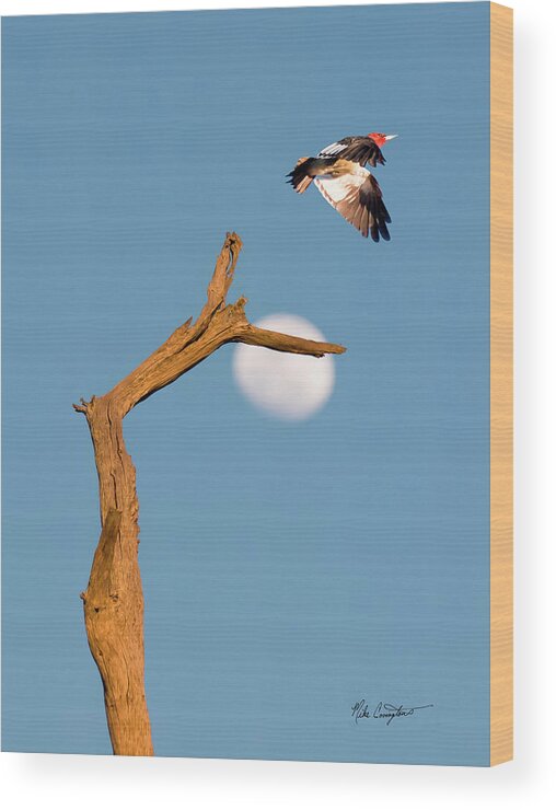 Woodpecker Wood Print featuring the photograph Woody flying by the Moon by Mike Covington