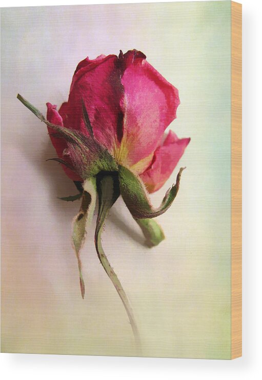 Flowers Wood Print featuring the photograph A Single Rose by Jessica Jenney