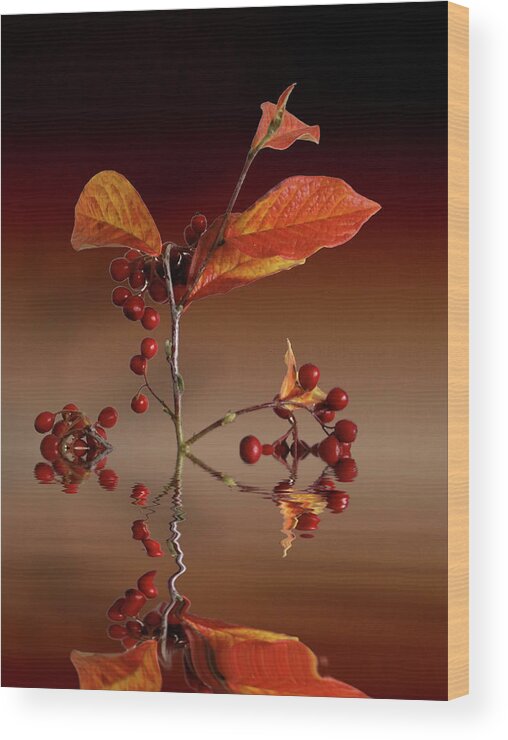 Leafs Wood Print featuring the photograph Autumn leafs and red berries #1 by David French