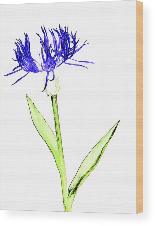 Digital Wood Print featuring the photograph Cornflower No.5 by Tony Mills