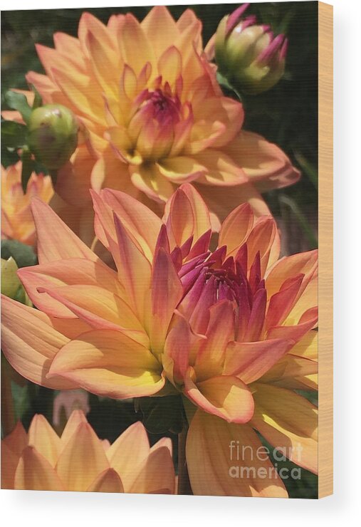 Dahlias Wood Print featuring the photograph Dahlia Delight II by Marcia Breznay