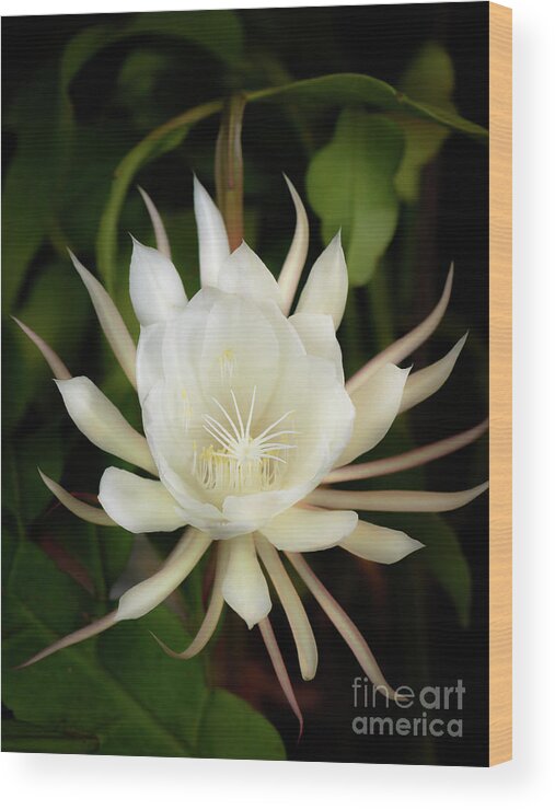 Epi Wood Print featuring the photograph Epiphyllum oxypetalum flower #1 by Alexander Kunz