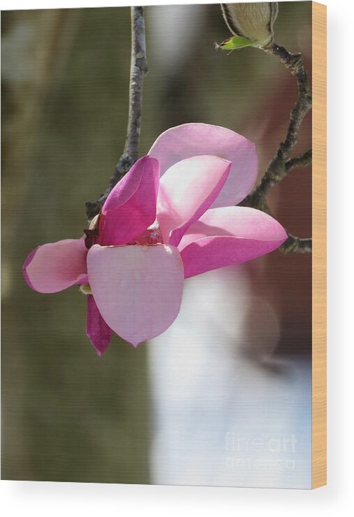 Flowering Magnolia Wood Print featuring the photograph Flowering Magnolia #1 by Anita Adams