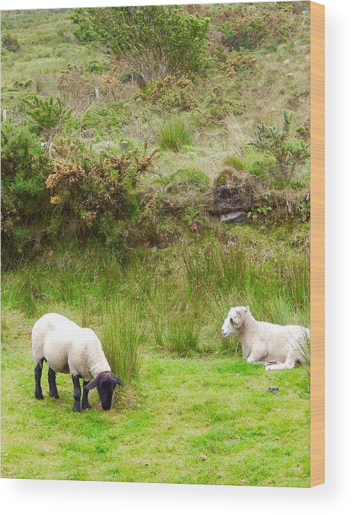 Sheep Wood Print featuring the photograph Irish Sheep by Sue Morris