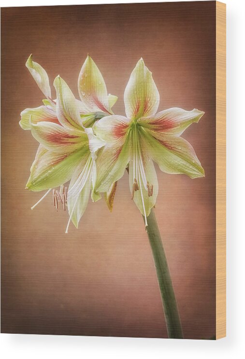 Flowers Wood Print featuring the photograph Three blooms of Amaryllis by Usha Peddamatham