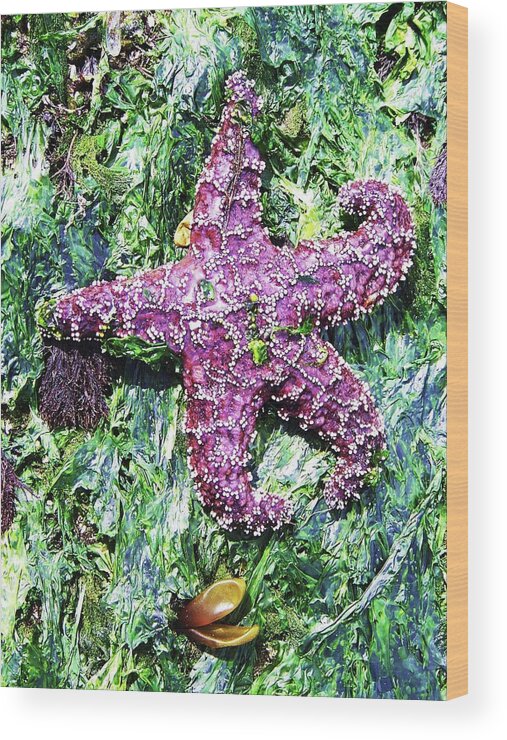Sea Life Wood Print featuring the photograph Purple Starfish #1 by Julie Rauscher