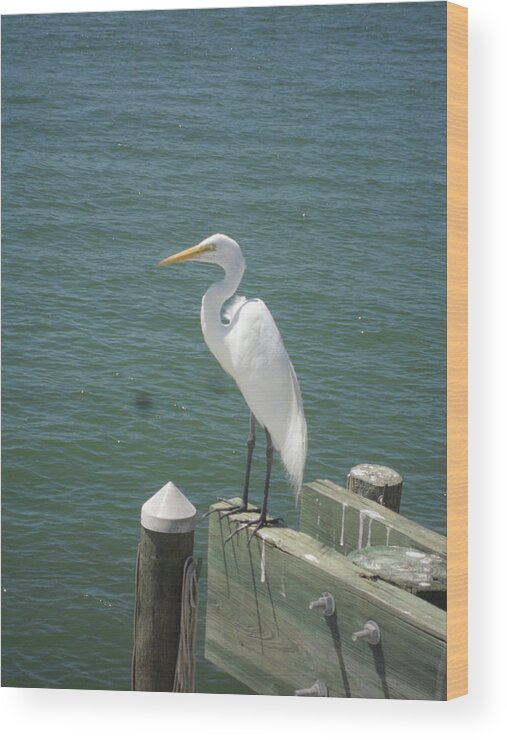 White Ibis Wood Print featuring the photograph Tranquility #1 by Val Oconnor